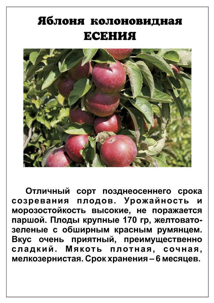 Сорт яблони яблочный спас описание и общая информация о дереве