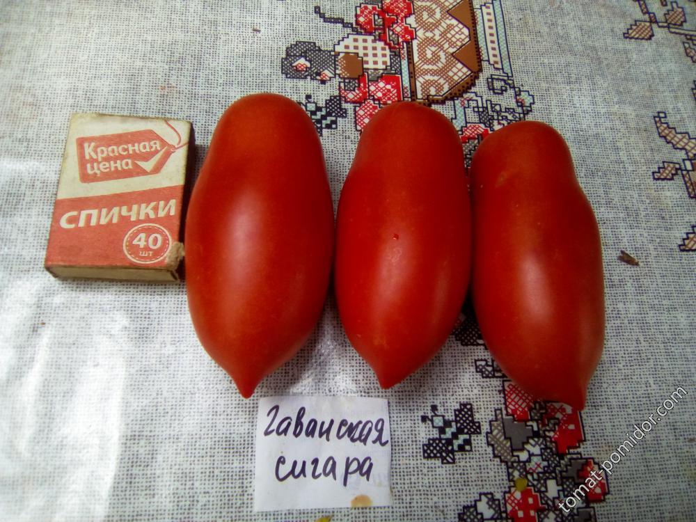 Томат гаванская сигара: отзывы, фото, урожайность