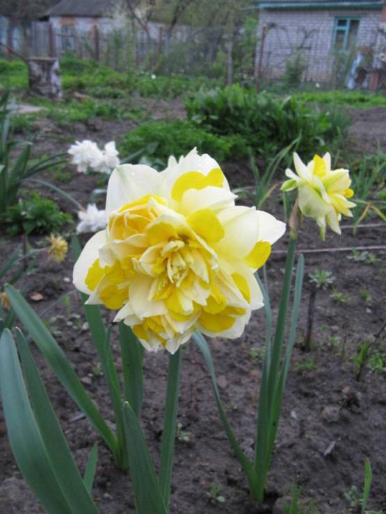 Нарциссы: посадка в открытом грунте и уход, выращивание в саду