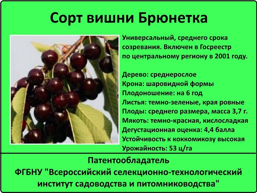 Вишня шоколадница картинки