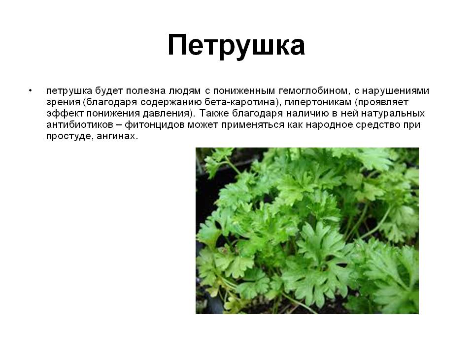 Корневая петрушка: выращивание, посадка и уход