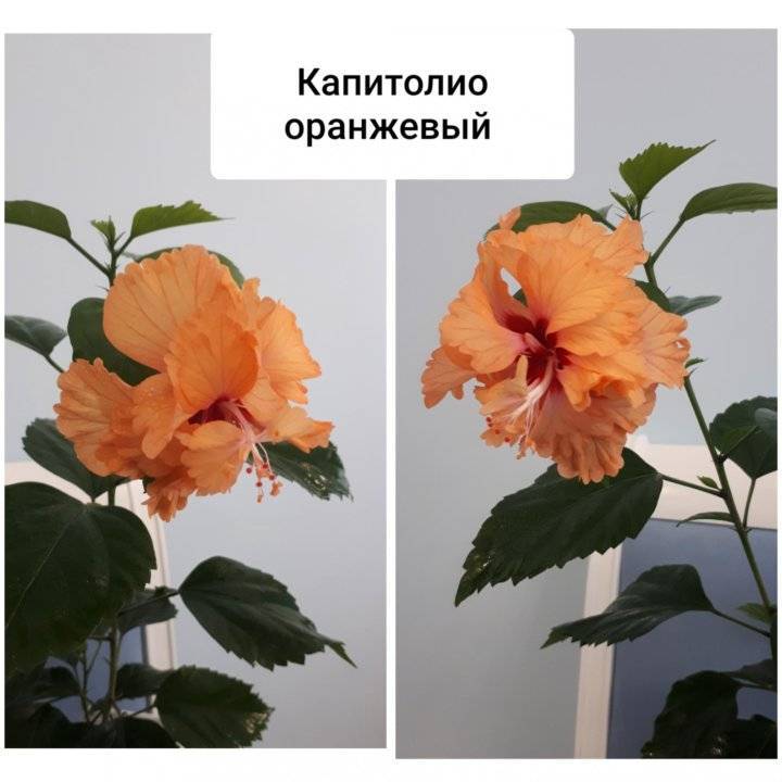 Гибискус садовый: уход и размножение, посадка в открытом грунте, фото, выращивание в подмосковье, как зимует в саду