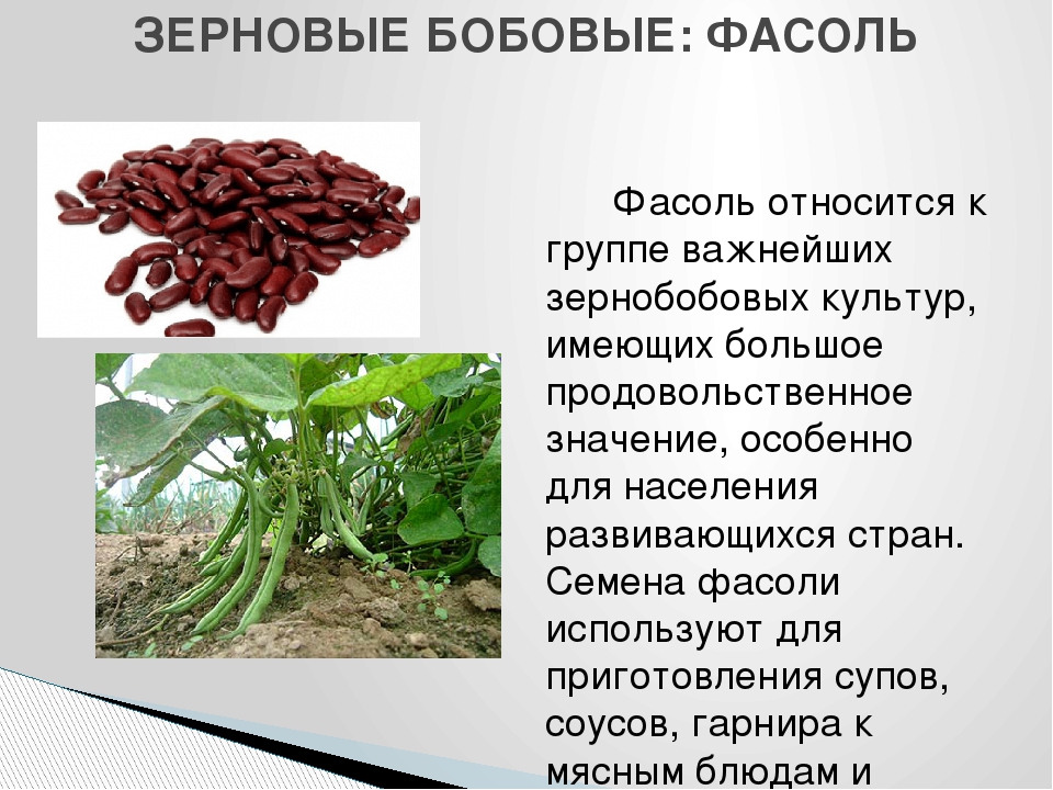 Что не относится к бобовым культурам. Бобовые культуры. Бобовые культурные растения. Представители бобовых растений. Семейство бобовые представители.