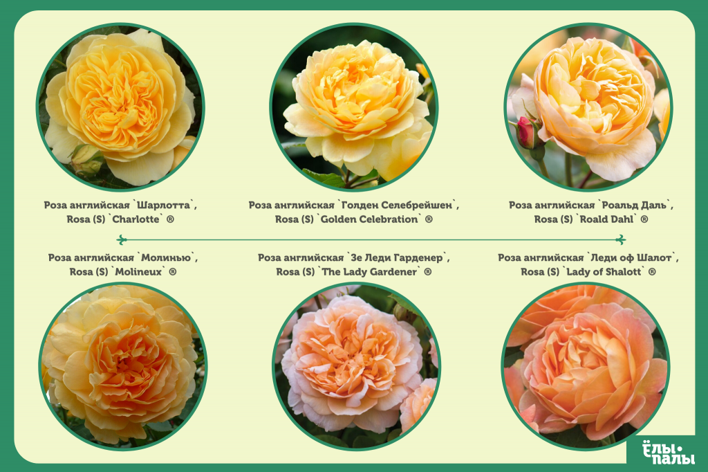 Роза пикабо фото и описание