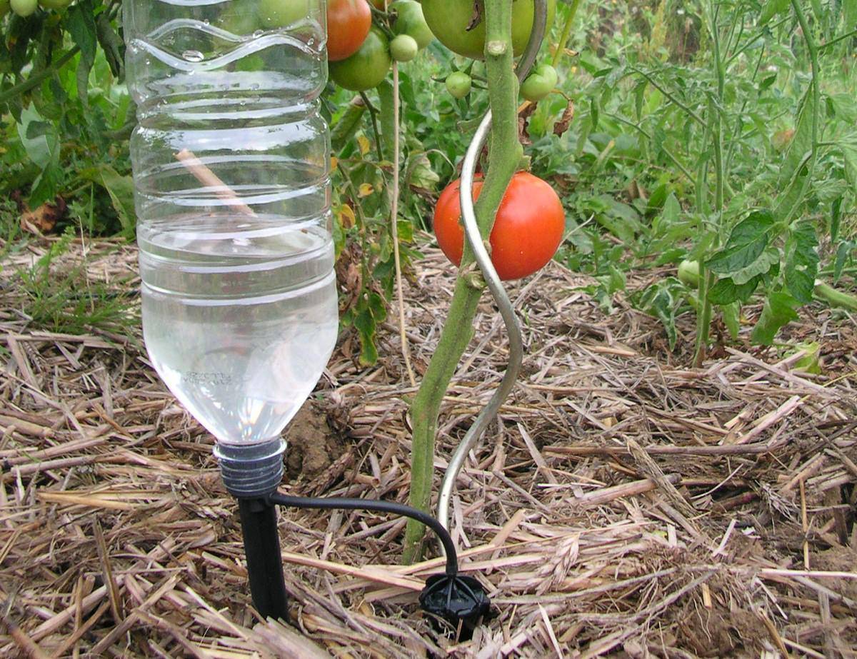 Как правильно поливать томаты в теплице и открытом грунте