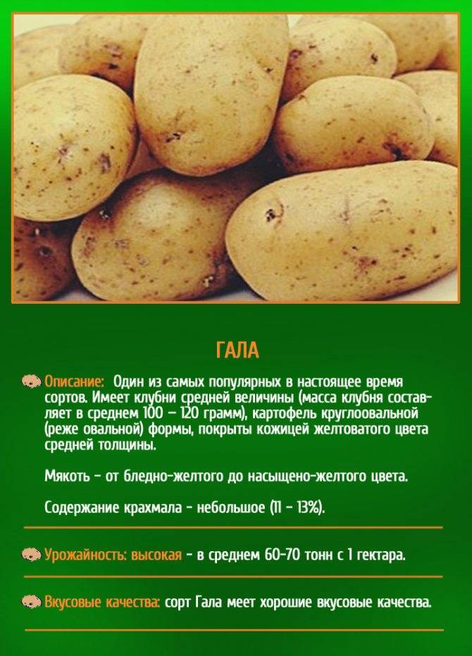 Сорт картофеля наташа