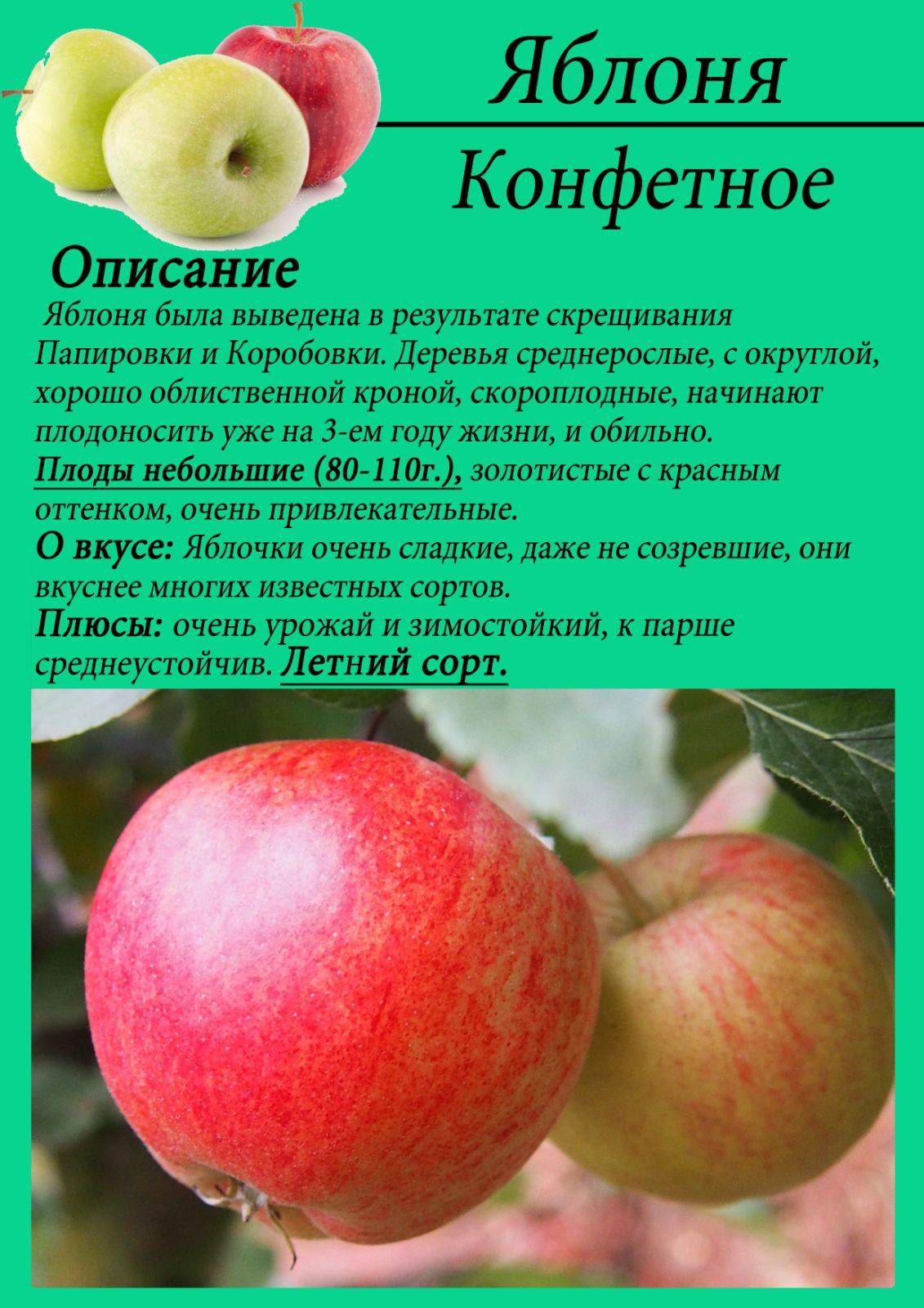 Сорт яблони красное раннее — украшение сада и вкусные плоды
