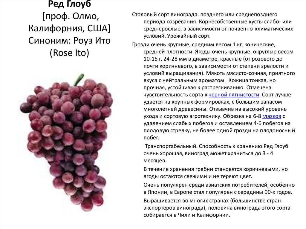 О винограде сорта академик: описание, фото-галерея и отзывы
