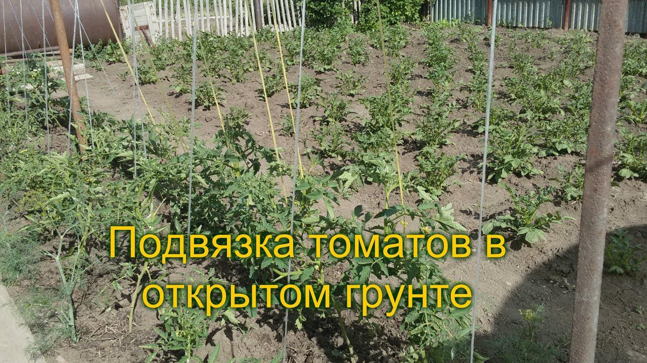 Как подвязывать помидоры в теплице и в открытом грунте