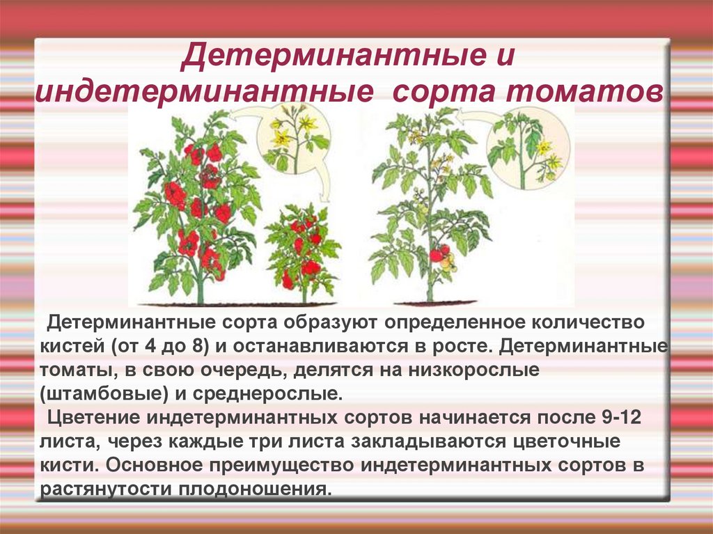 Лучшие сорта томатов на 2022 год по отзывам садоводов, фото, описание для теплиц, для открытого грунта, для регионов видео