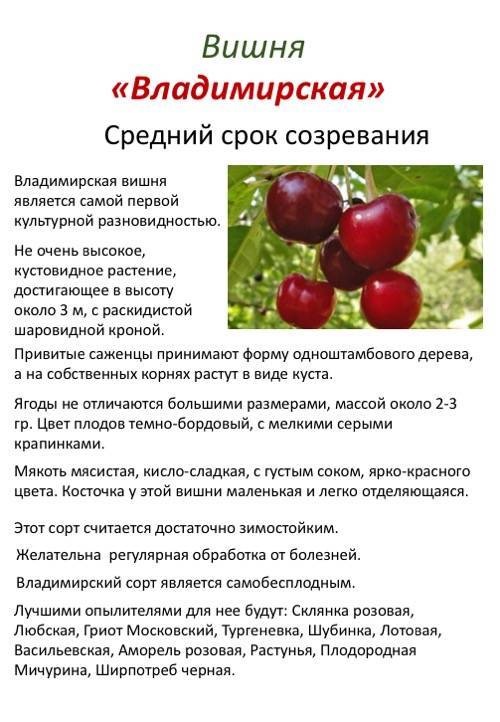 Сорта вишни для подмосковья: самые сладкие, вкусные, крупные, самоплодные и особенности выращивания в данном регионе
