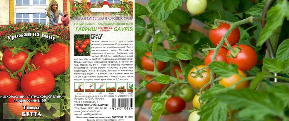 Томат бетта: описание и характеристика сорта, отзывы, фото, урожайность