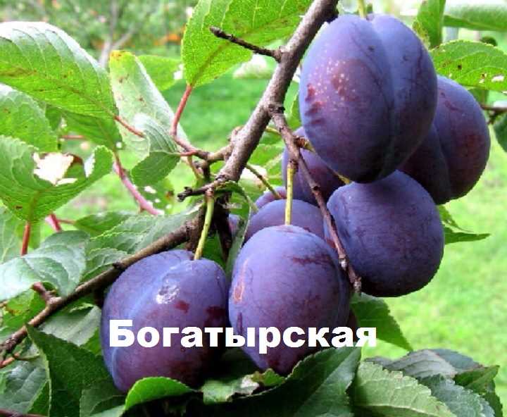 Слива богатырская: описание сорта и егохарактеристика, достоинства и недостатки, особенности посадки и ухода + фото и отзывы