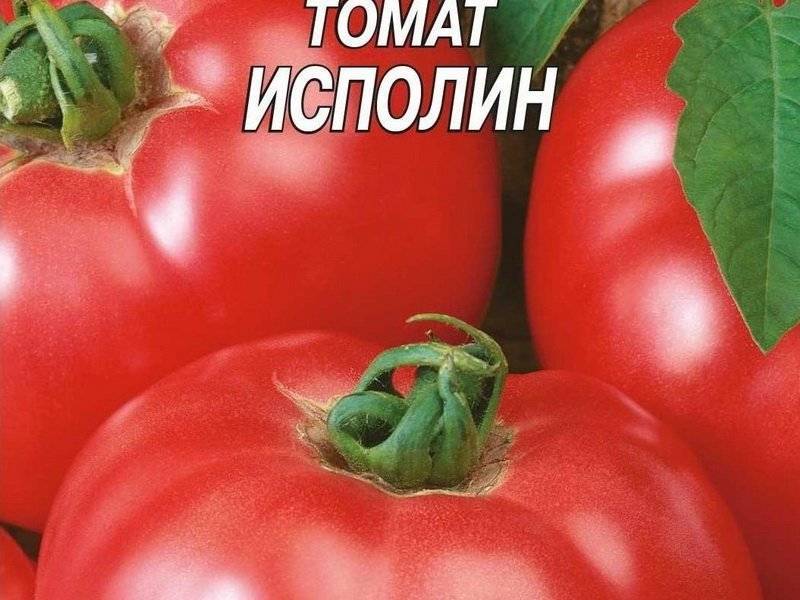 Лучшие ранние сорта томатов для россии и ее регионов