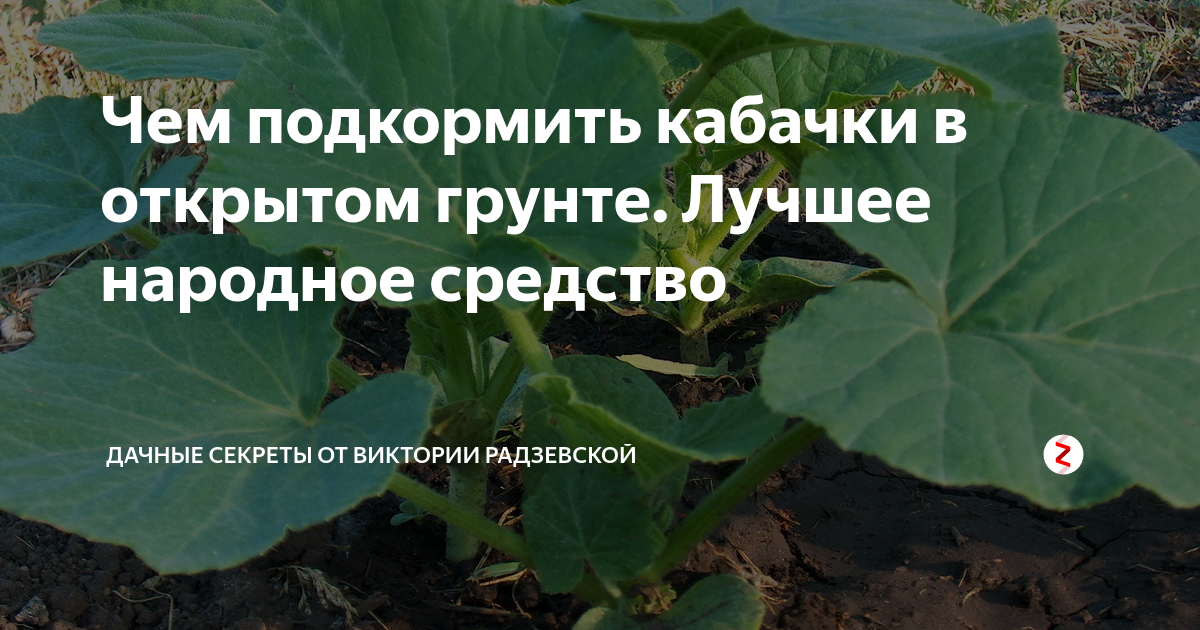 ᐉ подкормка кабачков: этапы, способы, виды удобрений - zookovcheg.ru