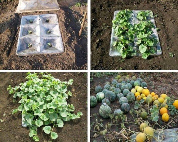 Как вырастить арбуз в теплице в подмосковье: подготовка семян и почвы, посадка и уход