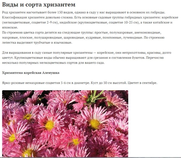 Описания и особенности видов и сортов хризантем, правила выращивания