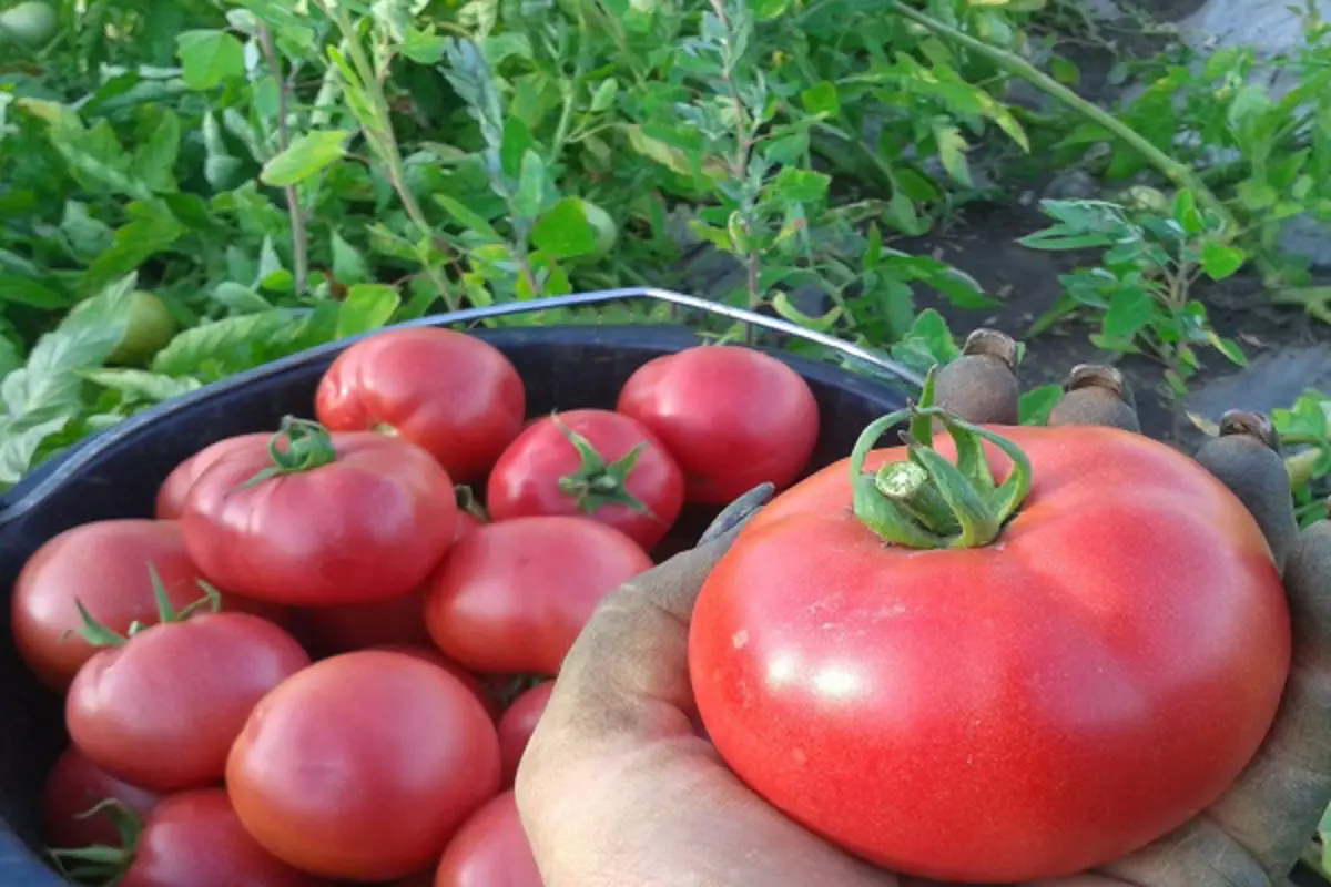 Томат весна севера f1: характеристика и описание сорта, отзывы об урожайности помидоров, фото плодов