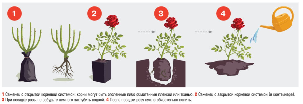 Плетистая роза сантана: описание сорта, фото в саду, отзывы