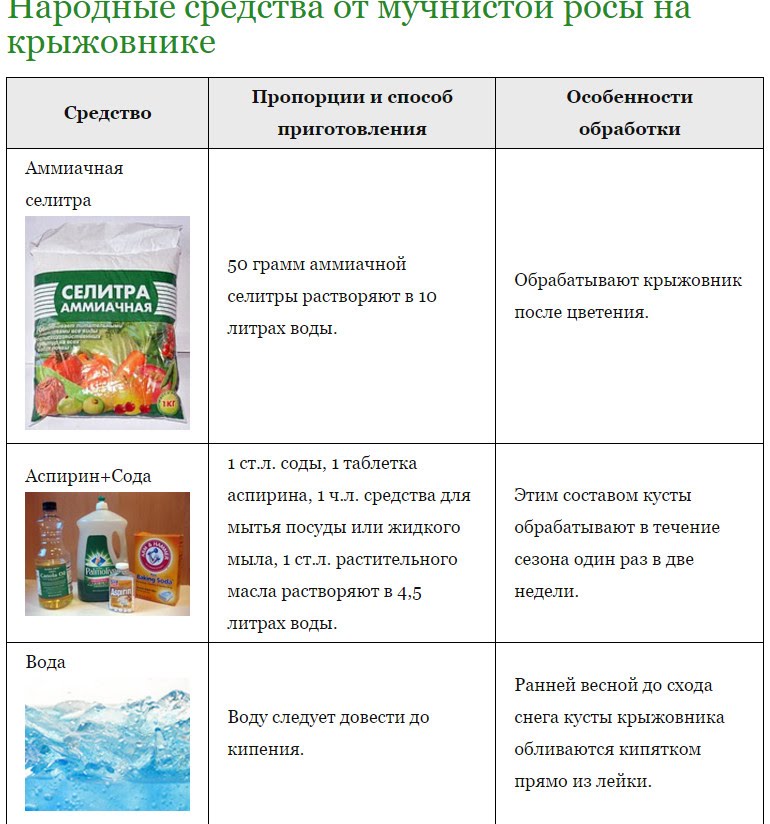 Мучнистая роса (сферотека) на крыжовнике: профилактика, меры борьбы, народные и химические средства