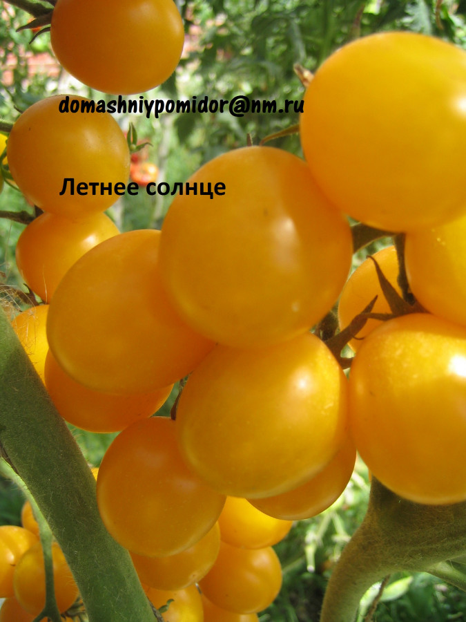 Томат «чиочио сан» – могут ли помидоры плодоносить круглый год?