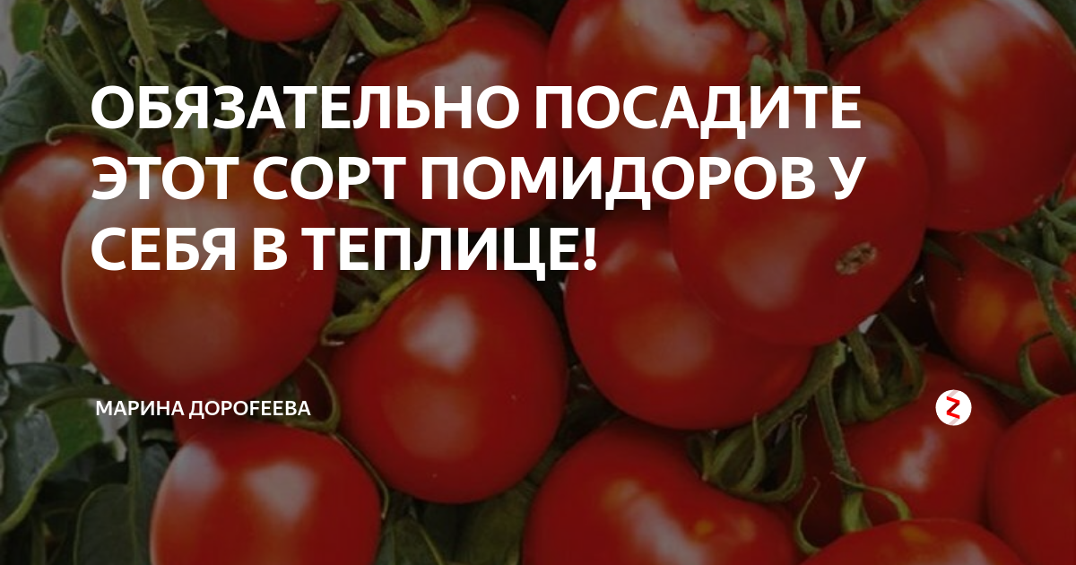 .томат марьина роща f1 . уральский дачник (марс)