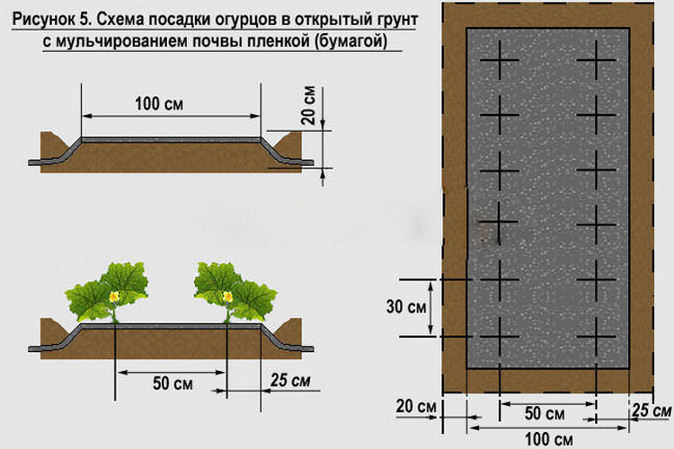 Схема посадки кабачков в открытом грунте расстояние между рядами и в ряду