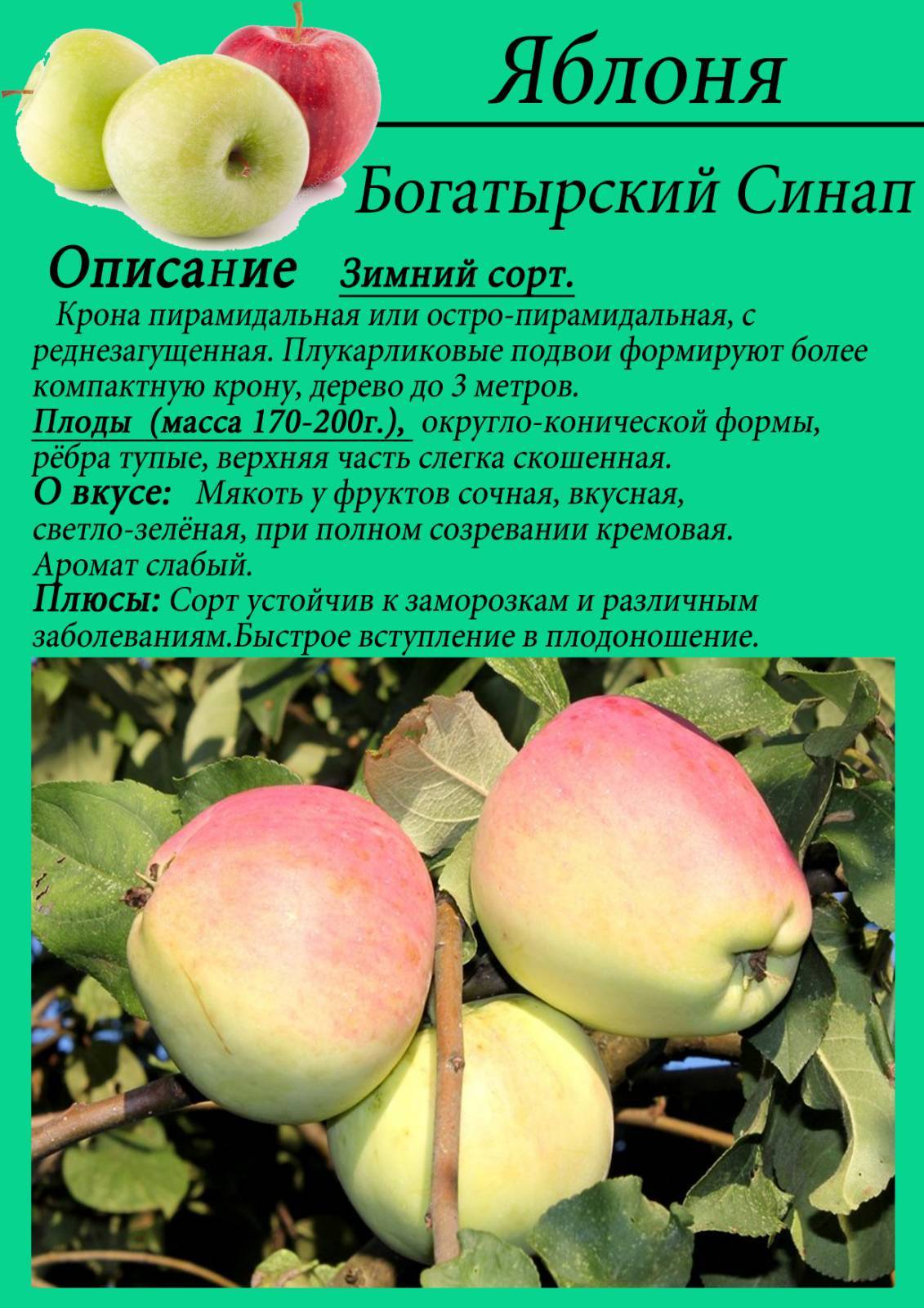 Всё о сорте яблони синап - особенности, правила посадки и ухода, сбор урожая + фото