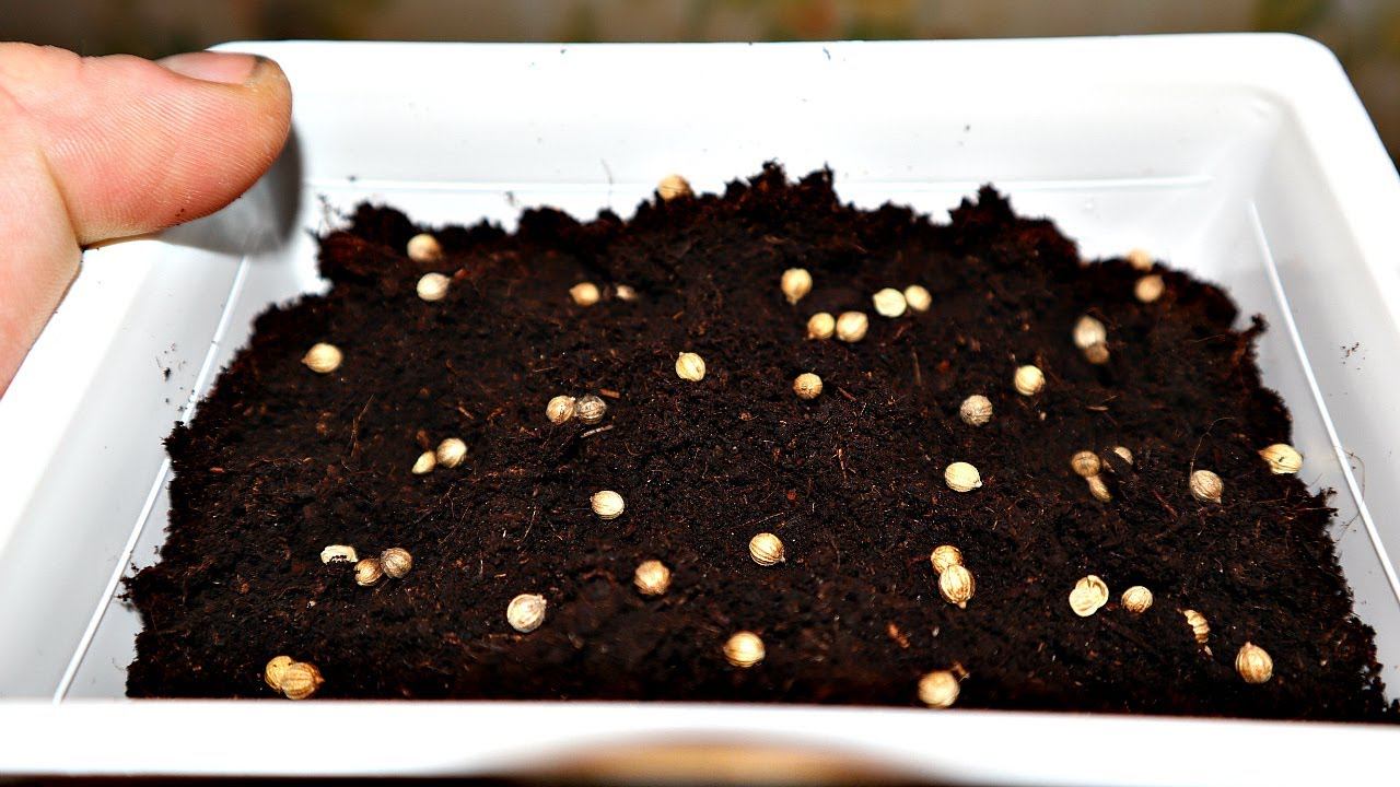 Как вырастить кинзу на подоконнике из семян — как сажать кинзу в домашних условиях — про огород
