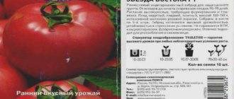 Томат звезда востока: характеристика и описание гибридного сорта с фото