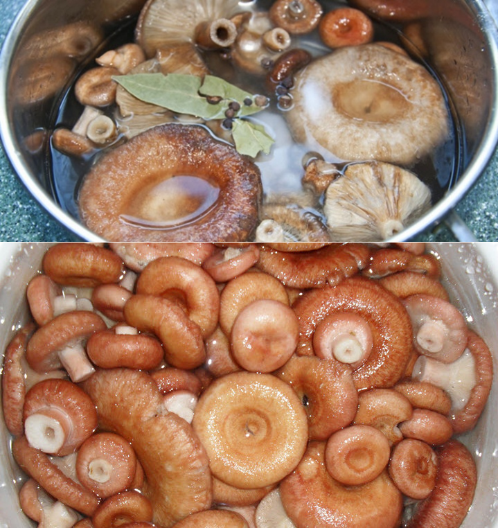 Волнушки: соление и приготовление грибов