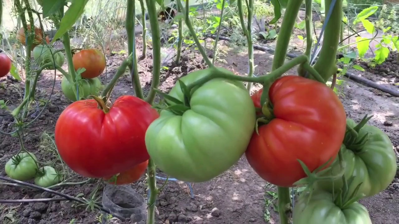Томат три толстяка 0,15г gl seeds, цена 3,50 грн., купить харків