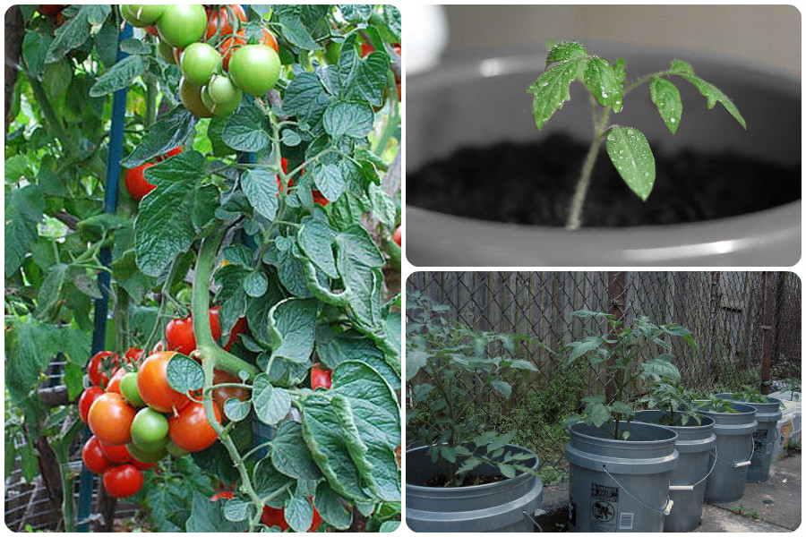 Выращивание томатов в ведре: как посадить в теплице и в открытом грунте