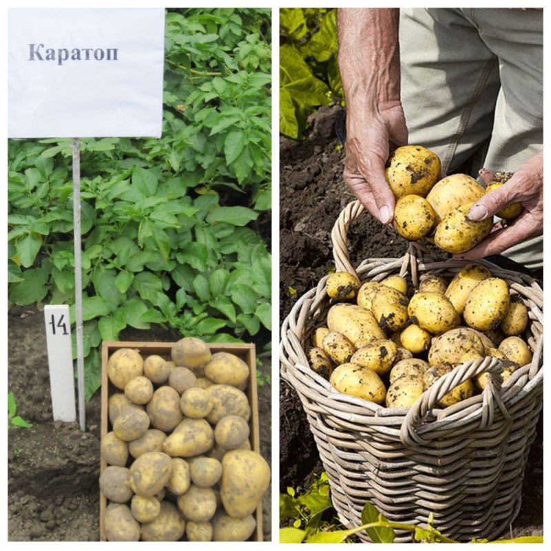 Картофель каратоп: описание сорта, фото, отзывы, вкусовые качества