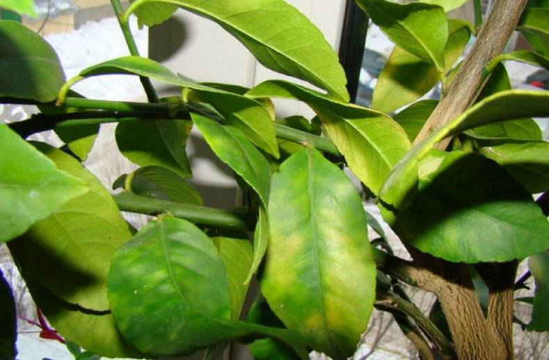 Какие листья у мандарина фото в домашних условиях