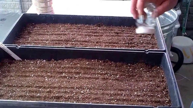 Как вырастить малину из семян