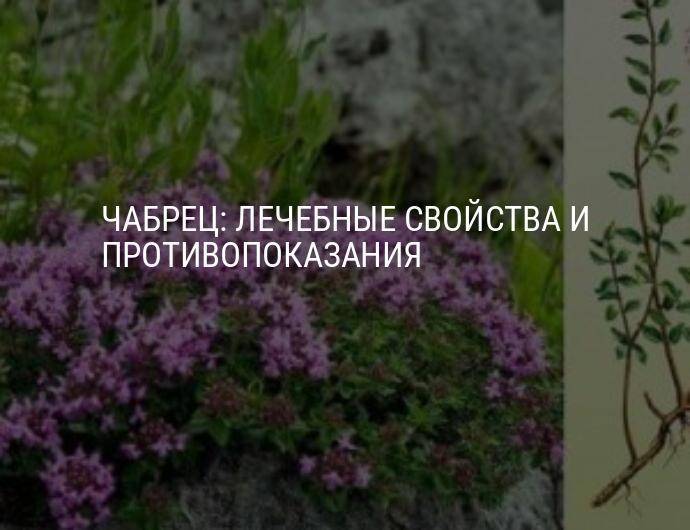 Тимьян: лечебные полезные свойства и противопоказания