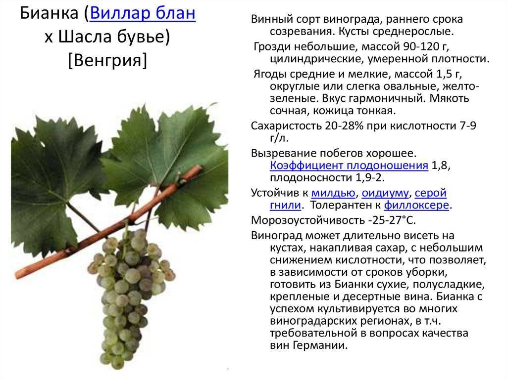 Описание и характеристика винограда сорта Бианка, посадка и уход
