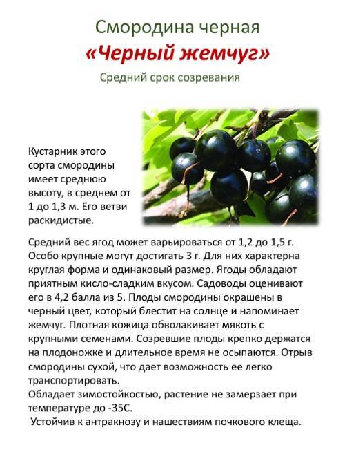 Черная смородина: посадка и уход, обрезка, размножение, описание сортов, фото
