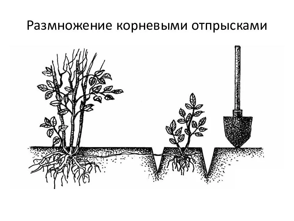 Как называют способ вегетативного размножения растений изображенный на рисунке отводками черенками