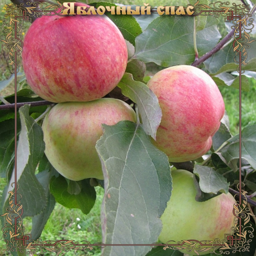 Яблоня яблочный спас: описание сорта, посадка и уход, размножение, отзывы с фото