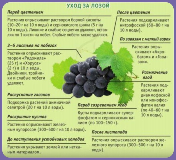 Чем подкормить виноград?