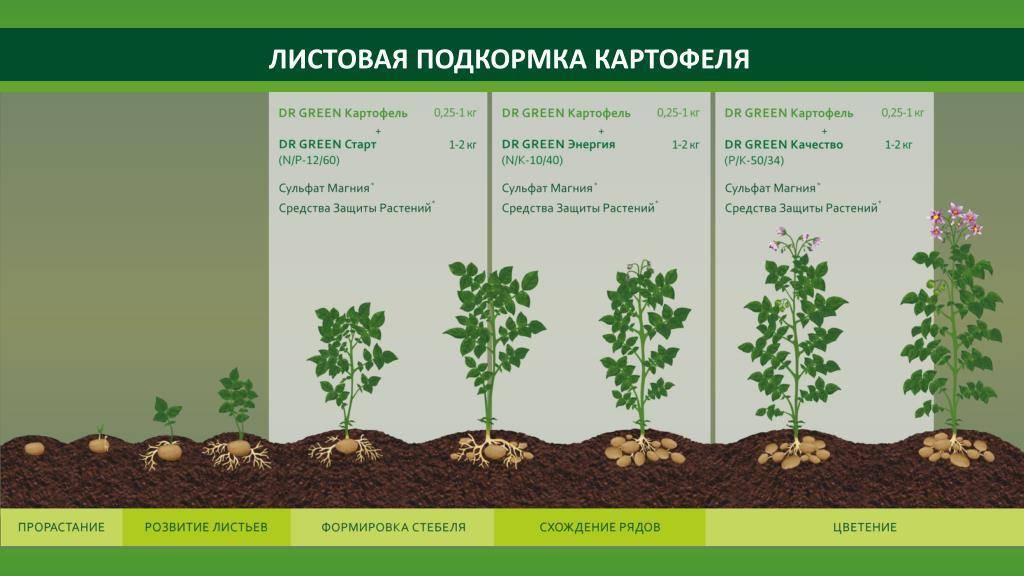 Как растет картофель схема