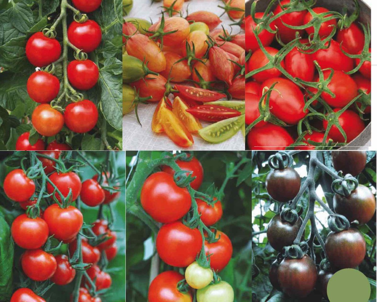 Низкорослые сорта томатов для теплиц и открытого грунта