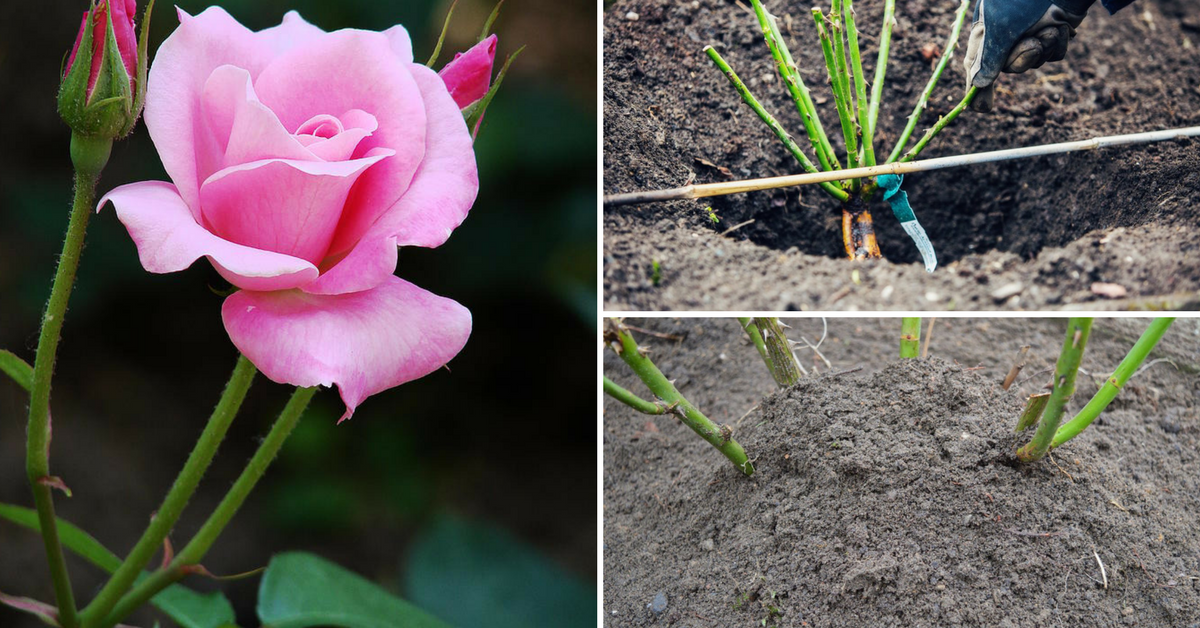 Кустовые розы: особенности сортов, посадка и уход, борьба с болезнями и вредителями