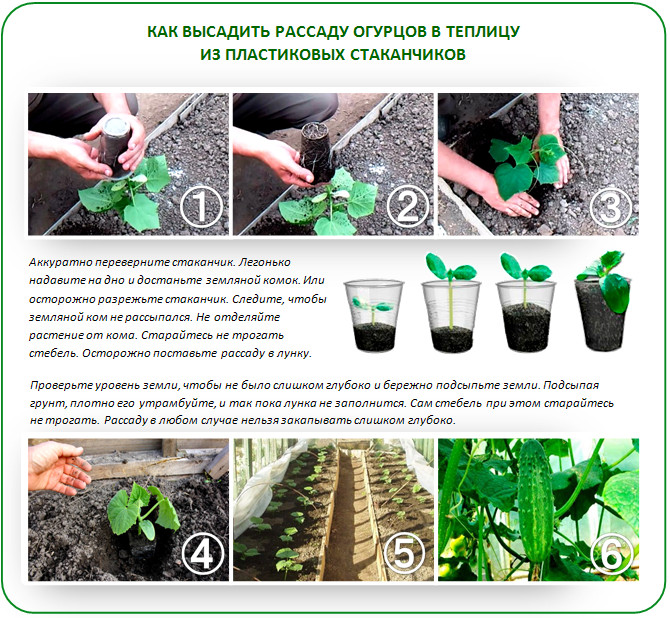 Посадка огурцов в открытый грунт семенами схема посадки