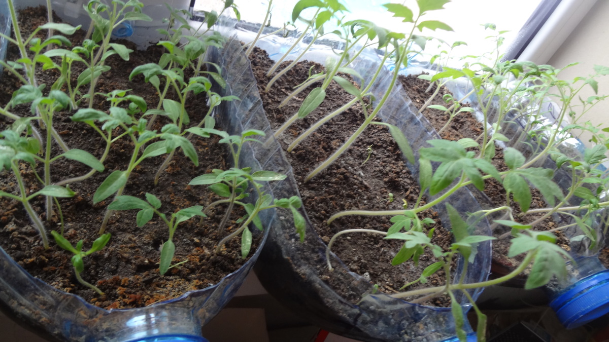 Бумага вместо почвы: любопытный способ выращивания рассады помидоров без земли — фазенда