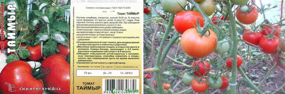 Описание морозостойкого томата Таймыр, выращивание сорта и уход