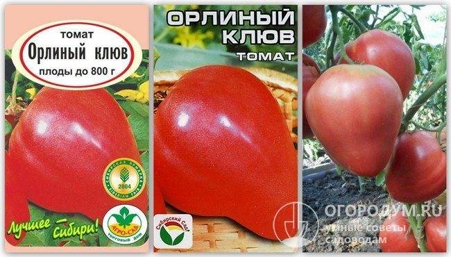Томат орлиный клюв: отзывы, фото, урожайность