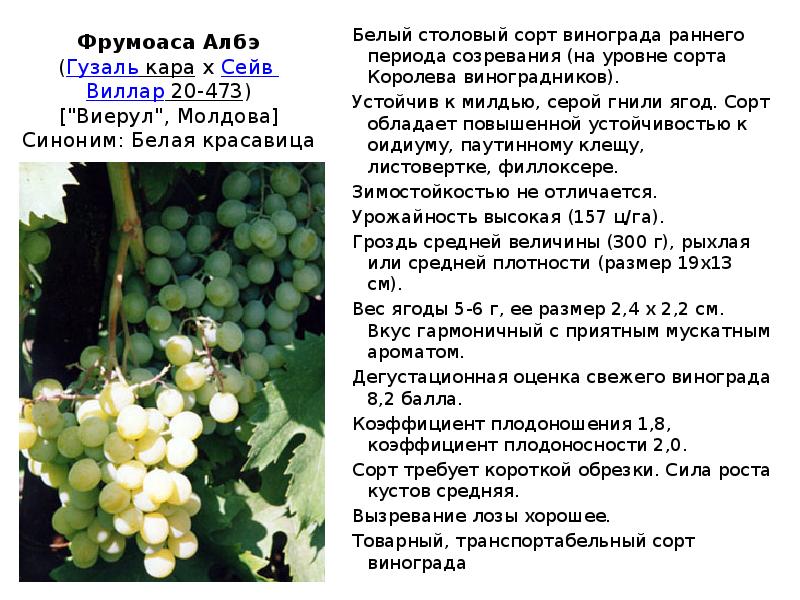 Виноград галахад описание сорта с фото и отзывами